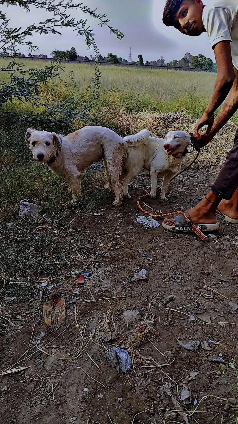 cross Russian kutti for sale shitzu dog ky sath — photo 4