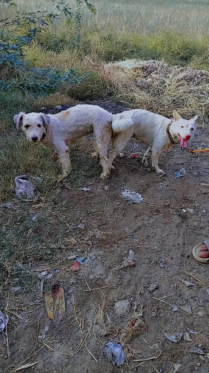 cross Russian kutti for sale shitzu dog ky sath — photo 5