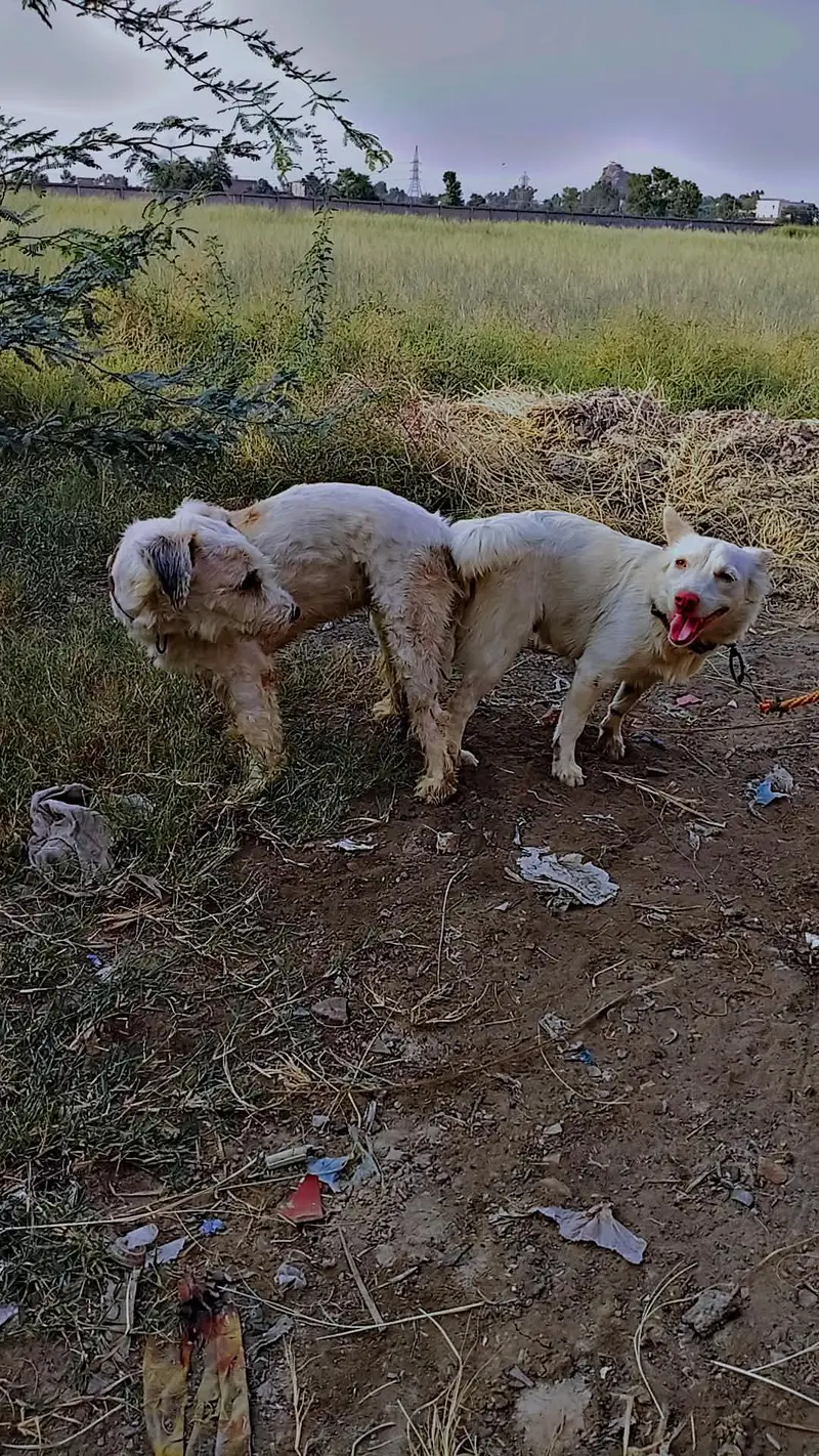 cross Russian kutti for sale shitzu dog ky sath — photo 6