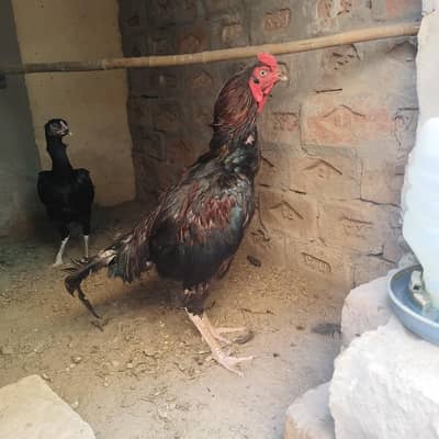 Eggs laying aseel female male