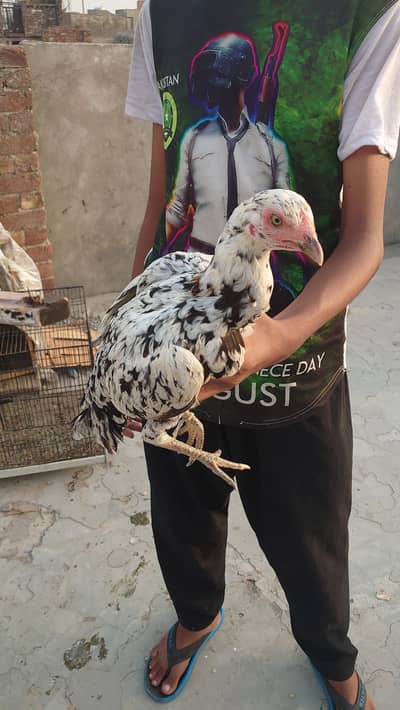 Aseel hen House breed