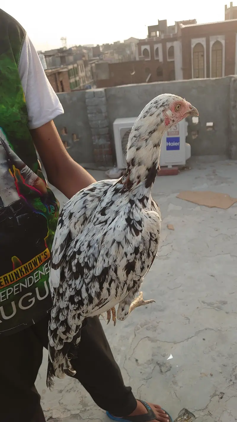 Aseel hen House breed — photo 2