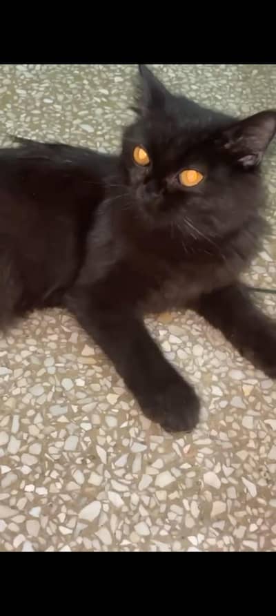 Persian cat @ Perisan cat @ cat @ blue eye @ coated @ Siamese @ kitten