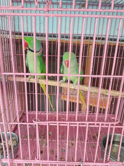 vip okay parrot