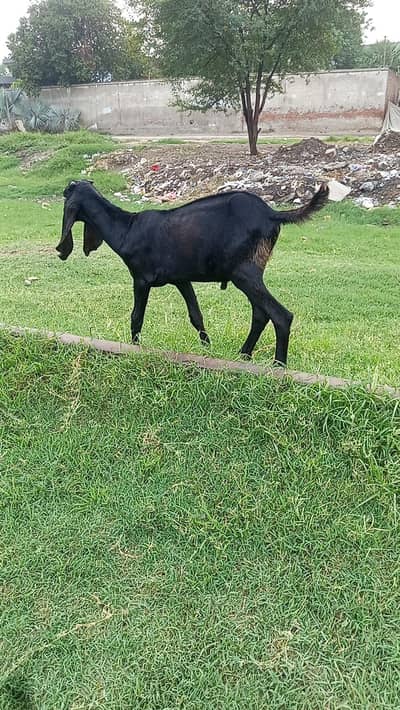 دیسی بکرا فار سیل