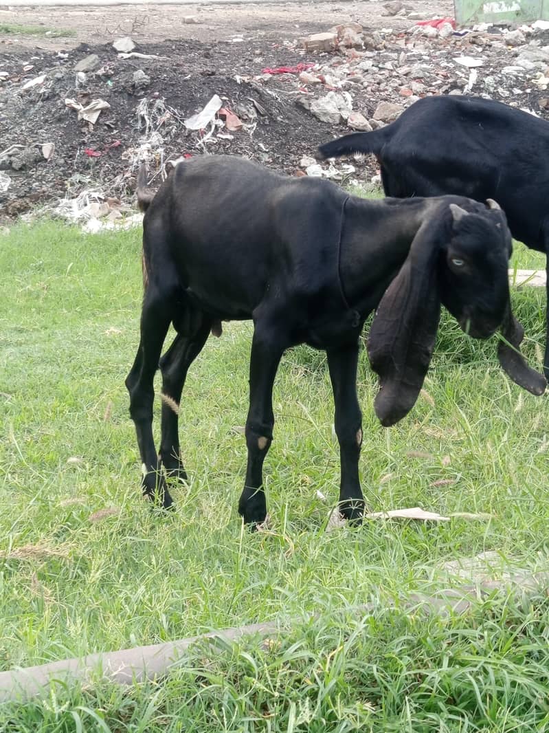 دیسی بکرا فار سیل 1