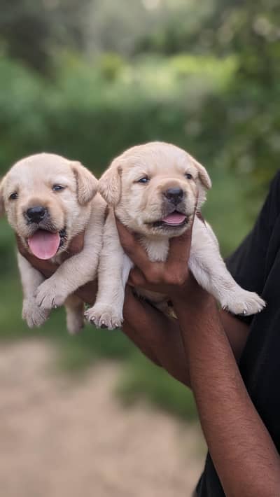 Labrador puppies