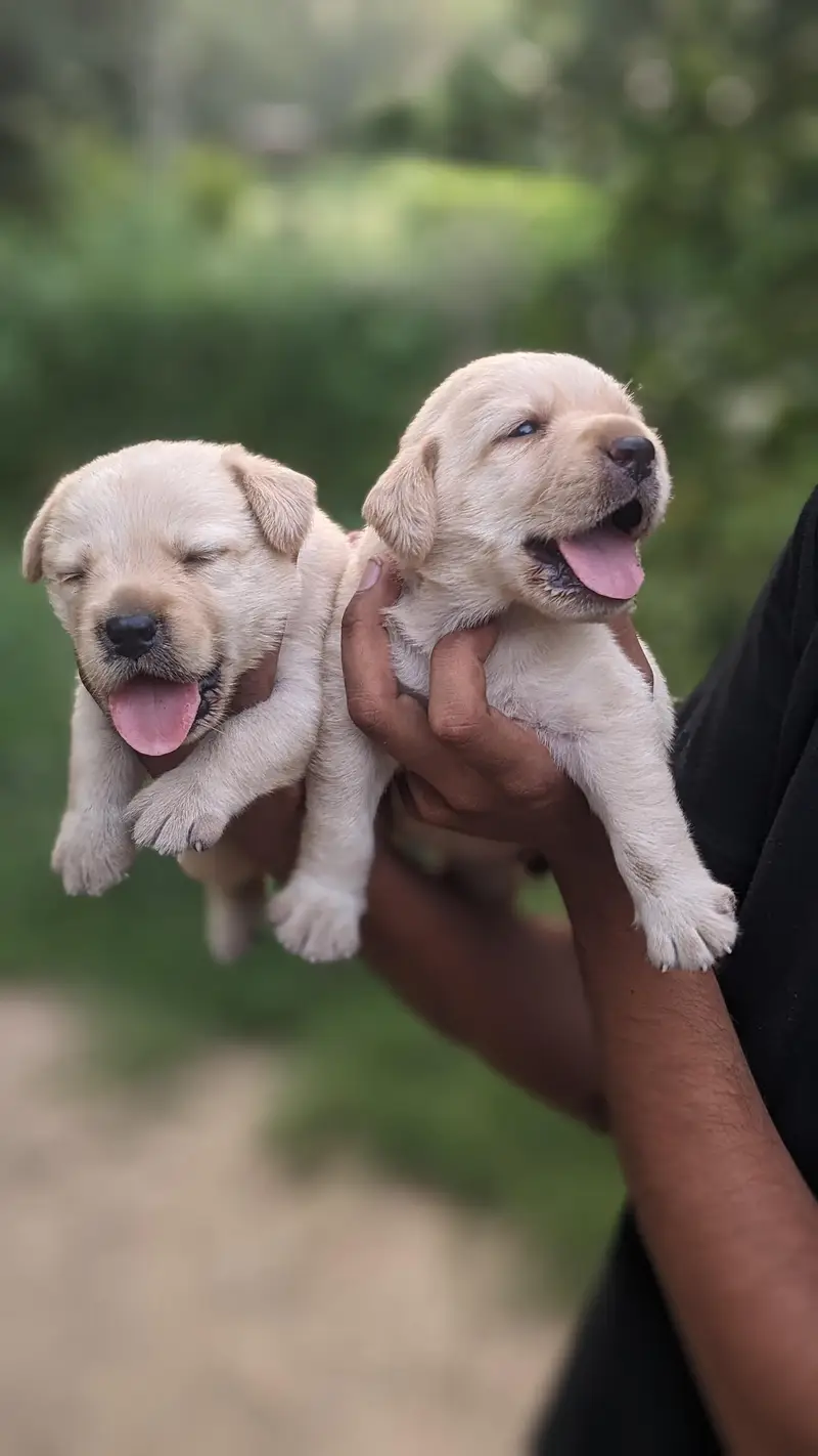 Labrador puppies — photo 2