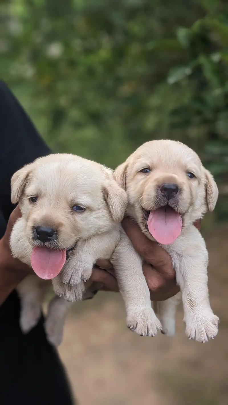 Labrador puppies — photo 3
