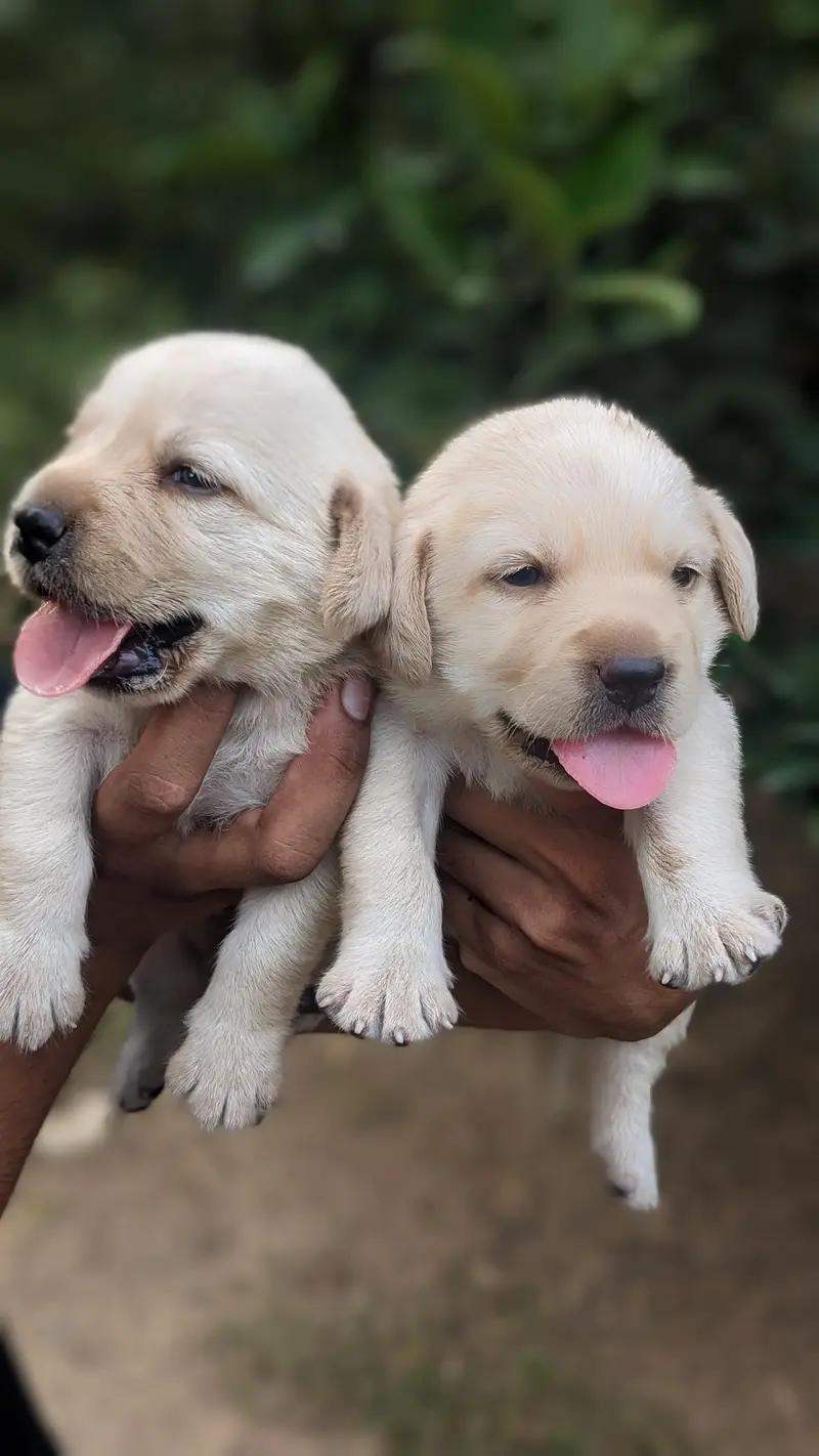 Labrador puppies — photo 4
