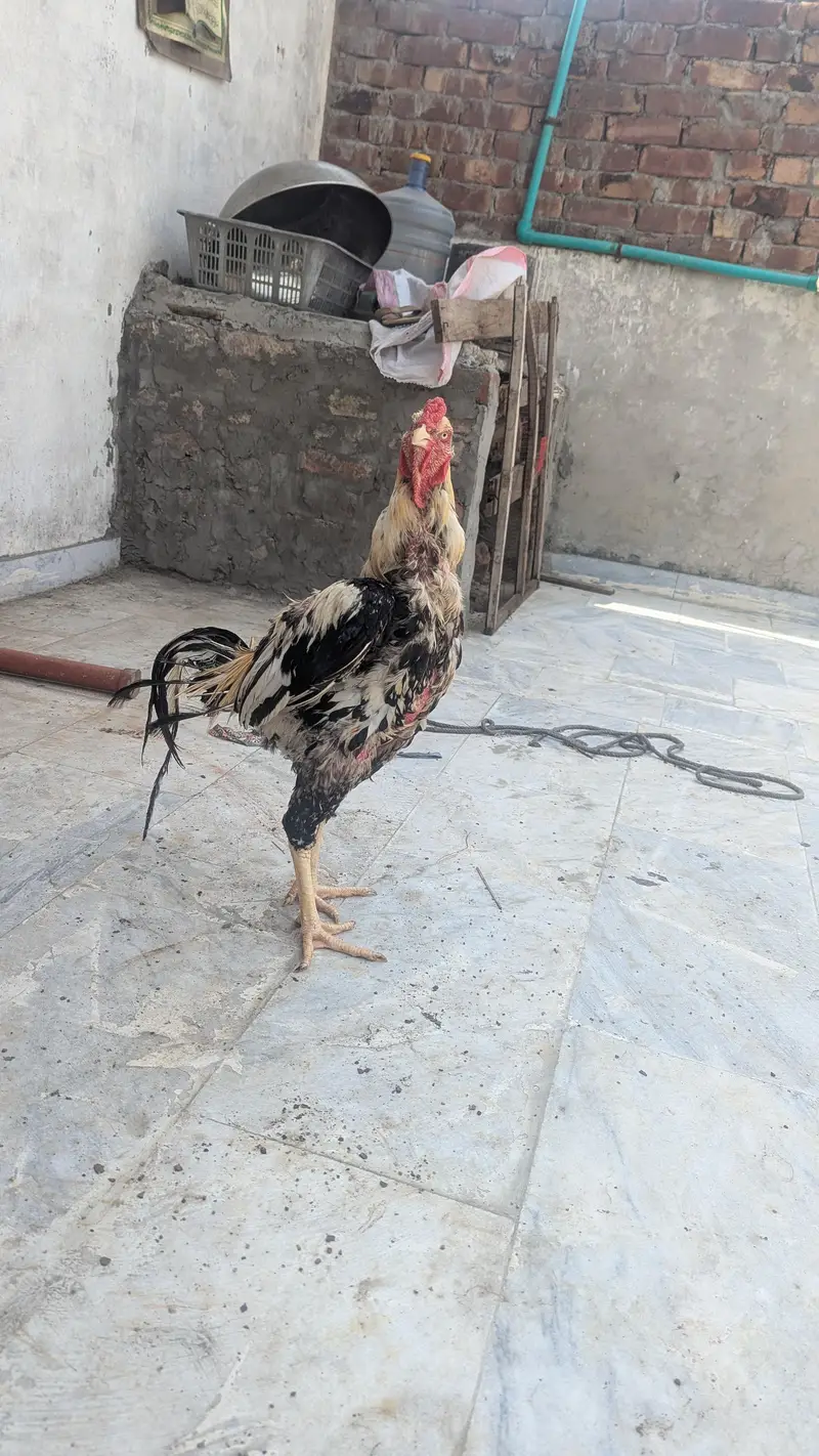Aseel for sale — photo 3