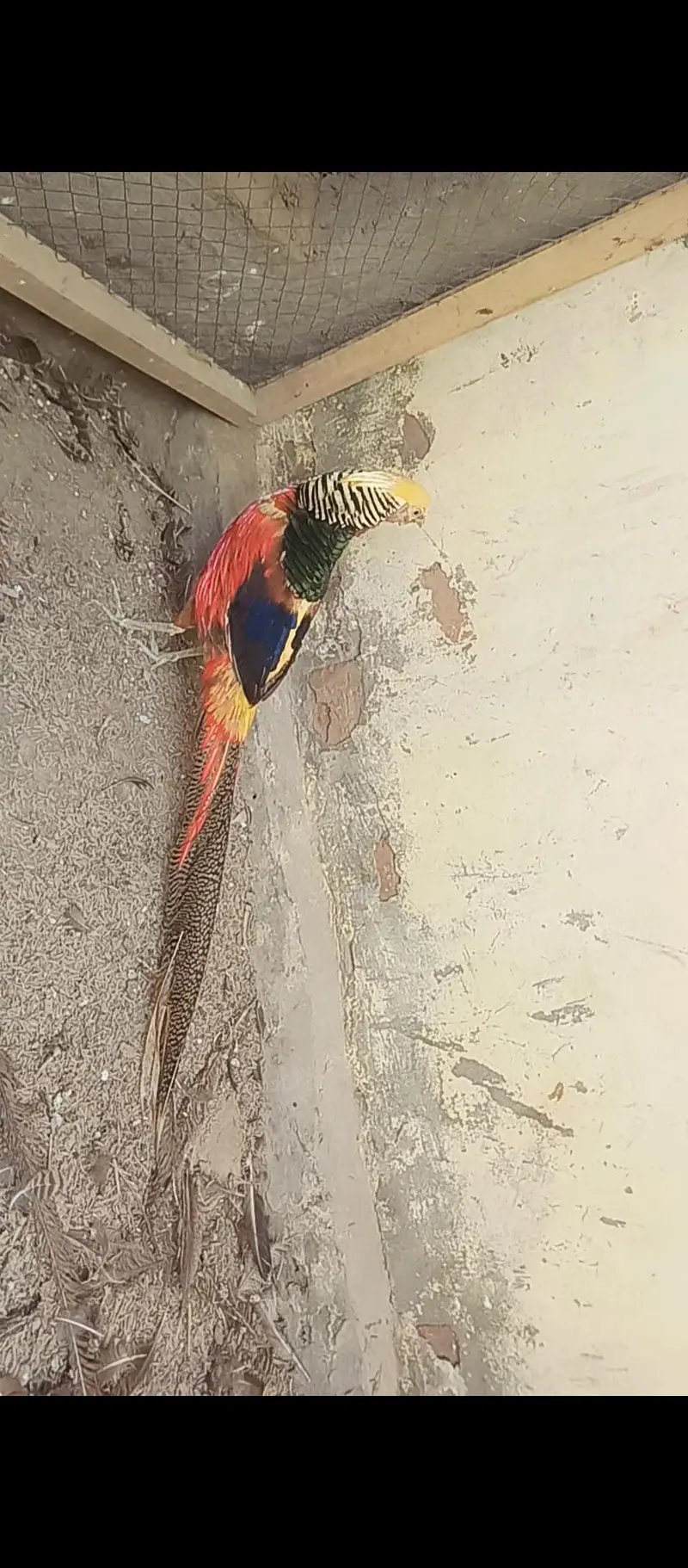 Golden Phesent pair — photo 3