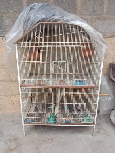 budgies setup for sale