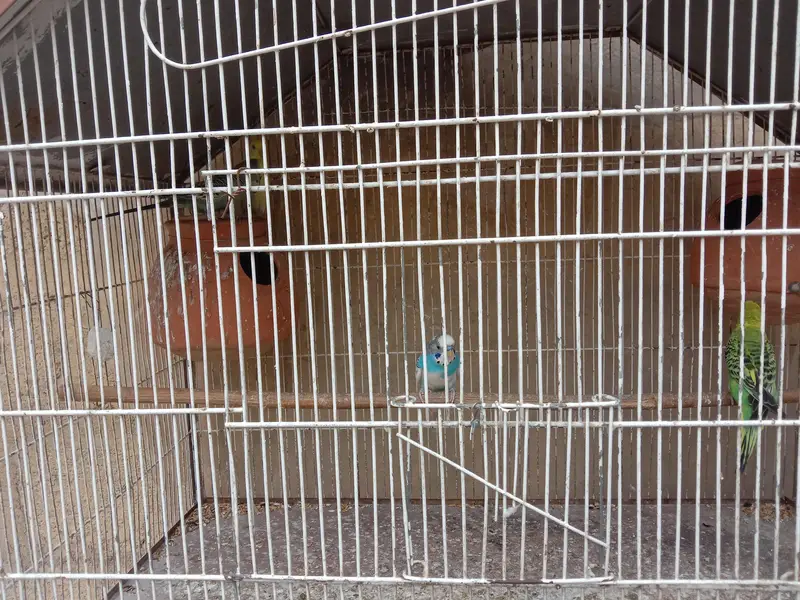 budgies setup for sale — photo 2
