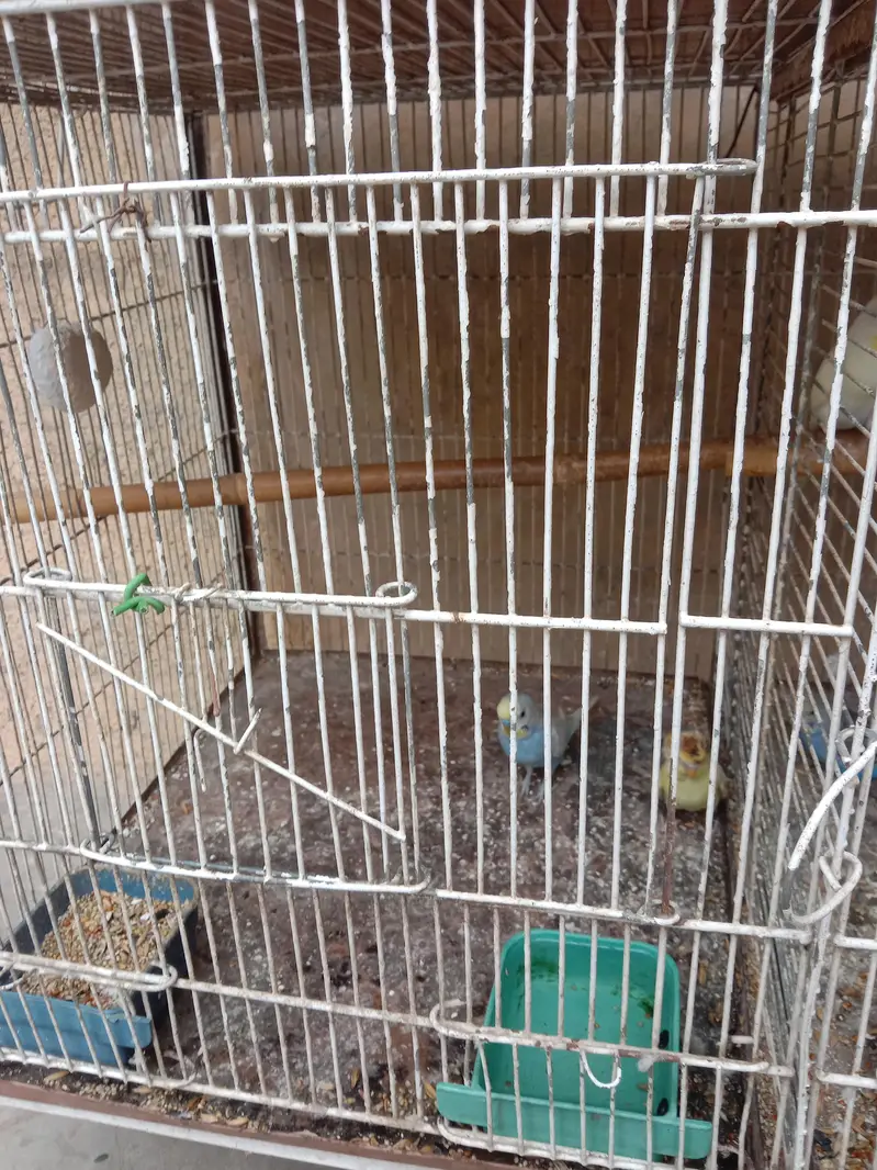 budgies setup for sale — photo 3