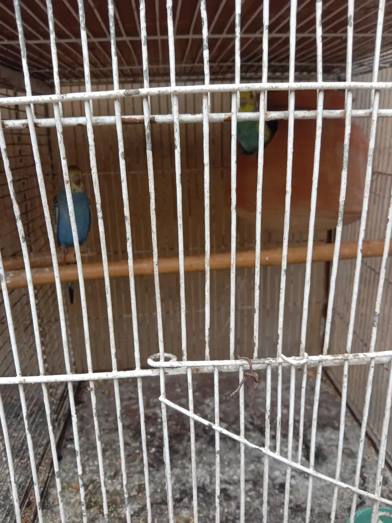 budgies setup for sale — photo 4