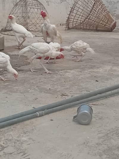 heera aseel satup/ paper white heera aseel/