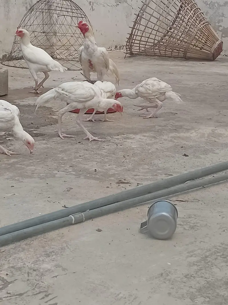 heera aseel satup/ paper white heera aseel/ — photo 3