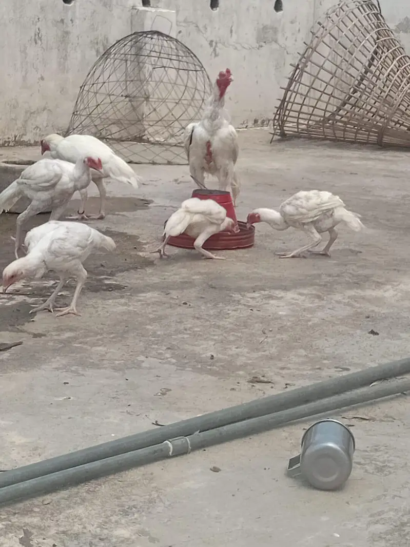 heera aseel satup/ paper white heera aseel/ — photo 4