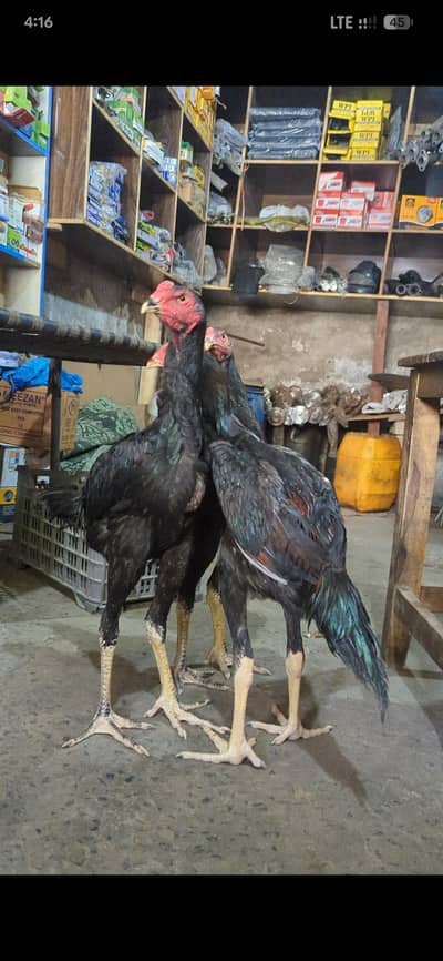 pakoy | thai | hen | murga | ptha