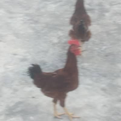 golden hens for sale healthy active