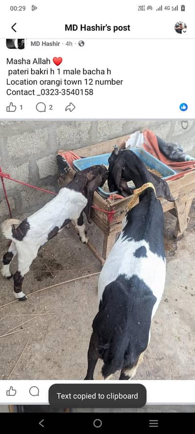 pateri goats