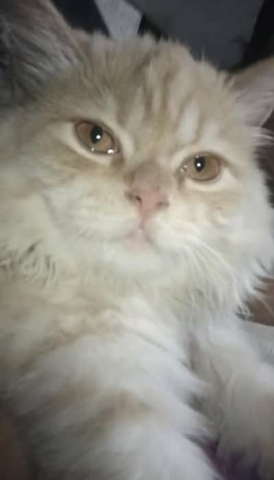 Cat for sale