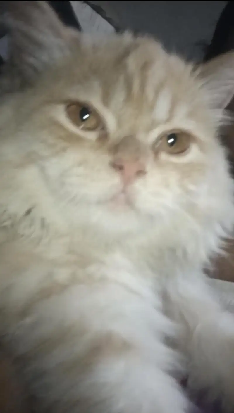 Cat for sale — photo 2