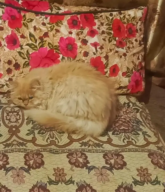 Cat for sale — photo 3