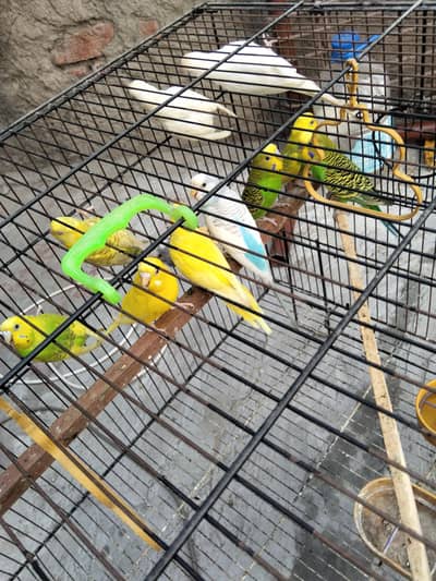 breeder pair  Al pair  breeder