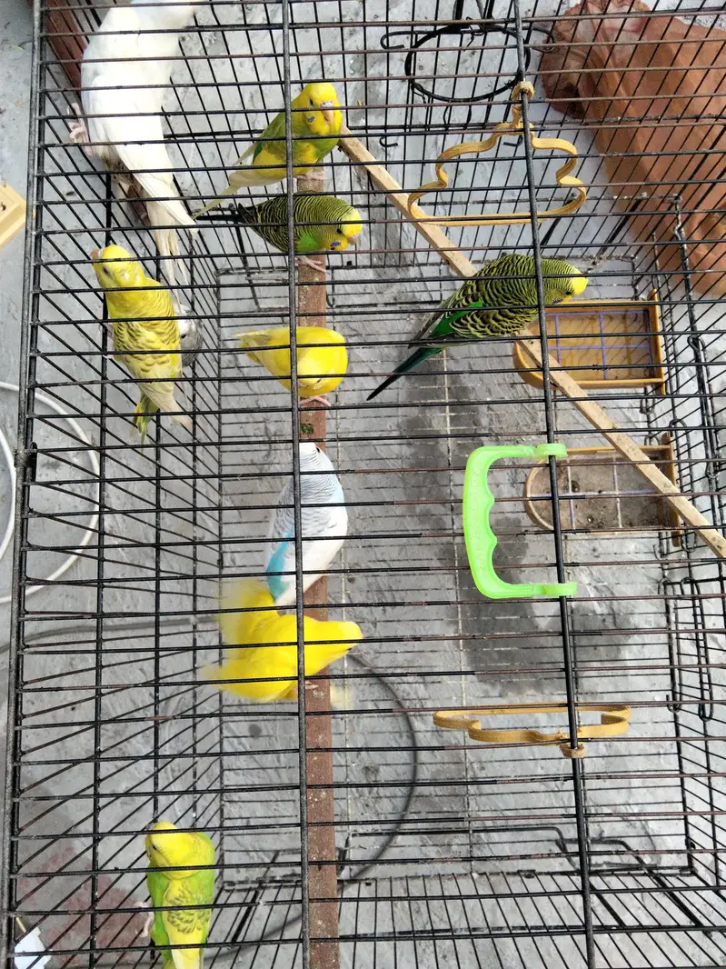 breeder pair  Al pair  breeder — photo 2