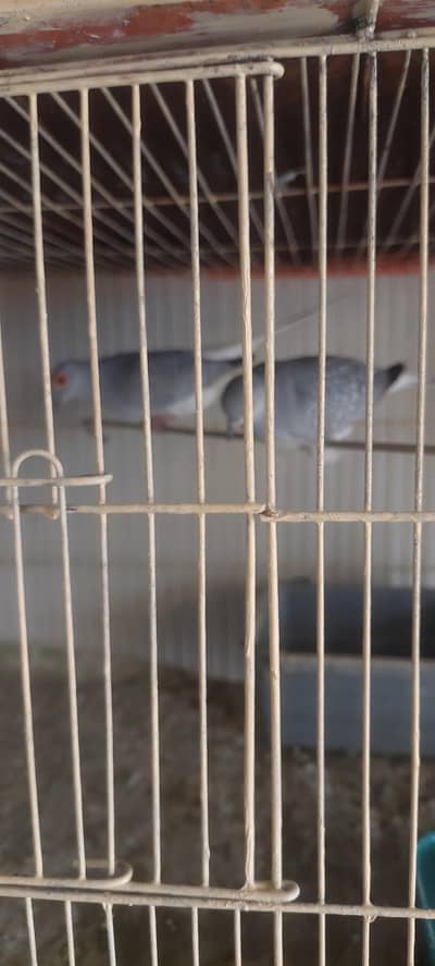 Diamond Dove Birds 4 Breeding Pairs and 4 Kids