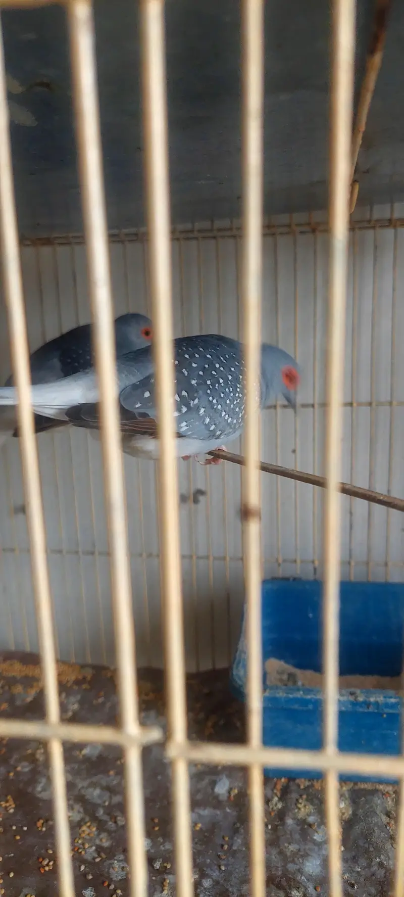 Diamond Dove Birds 4 Breeding Pairs and 4 Kids — photo 2