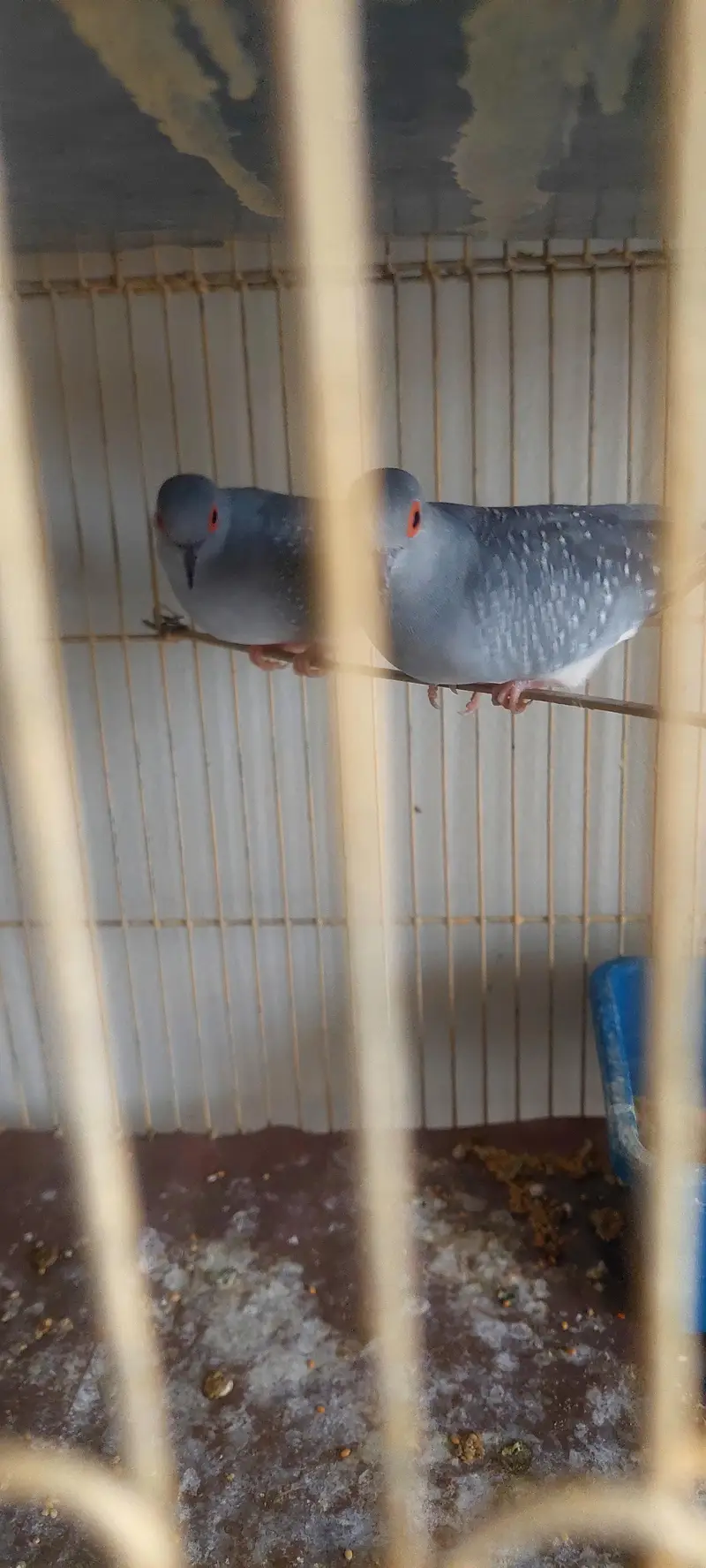 Diamond Dove Birds 4 Breeding Pairs and 4 Kids — photo 3