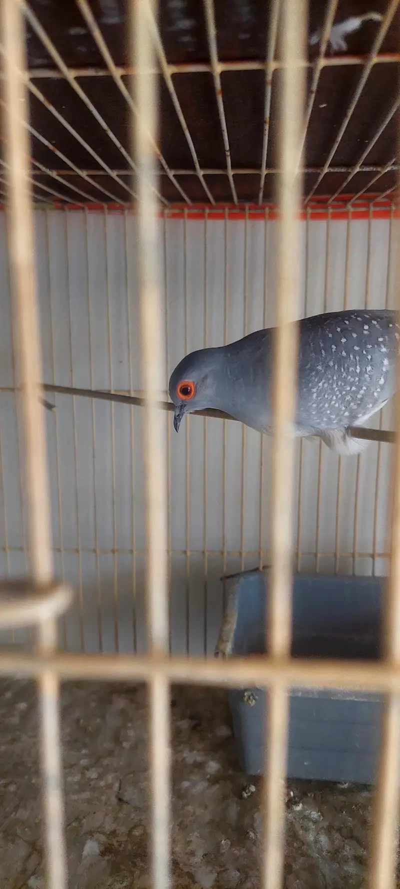 Diamond Dove Birds 4 Breeding Pairs and 4 Kids — photo 4