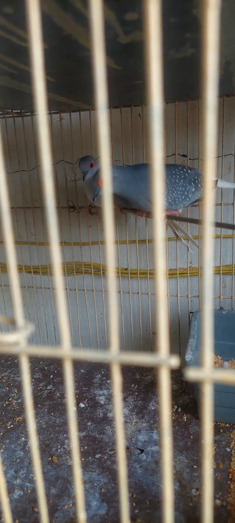 Diamond Dove Birds 4 Breeding Pairs and 4 Kids — photo 5