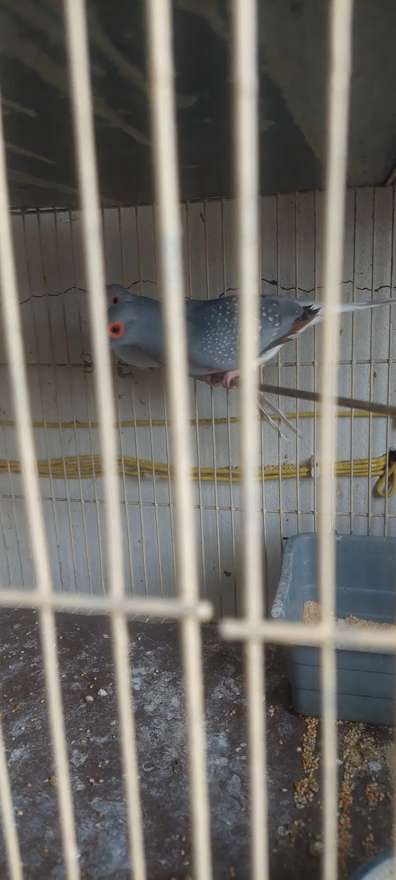 Diamond Dove Birds 4 Breeding Pairs and 4 Kids — photo 6