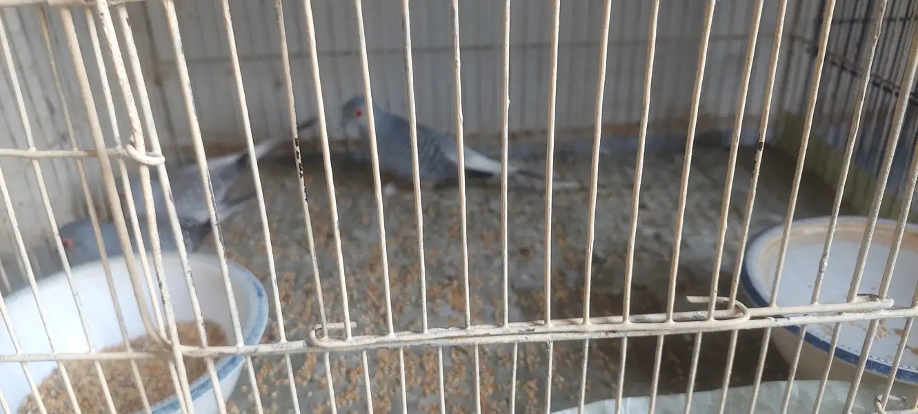 Diamond Dove Birds 4 Breeding Pairs and 4 Kids — photo 7