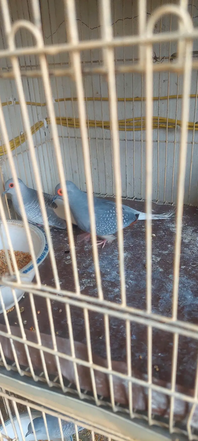 Diamond Dove Birds 4 Breeding Pairs and 4 Kids — photo 8