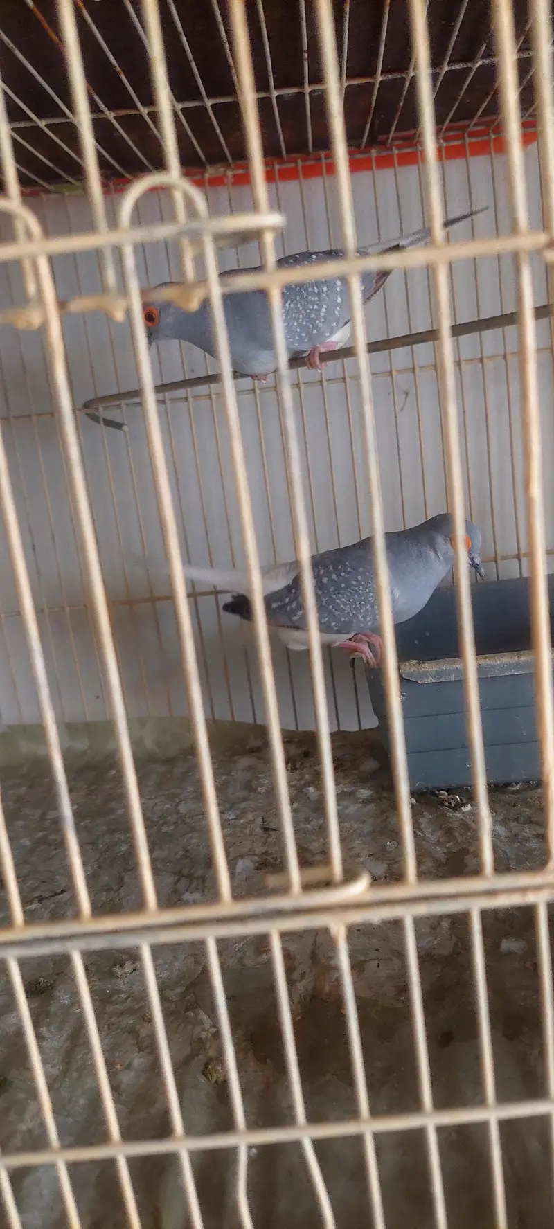 Diamond Dove Birds 4 Breeding Pairs and 4 Kids — photo 9