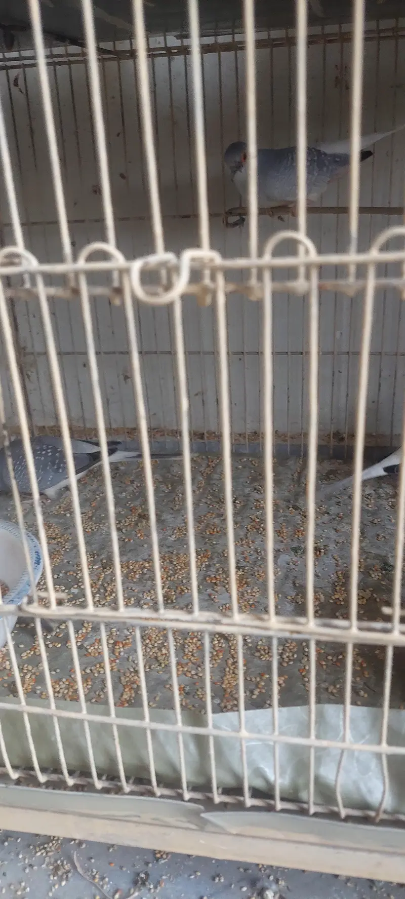Diamond Dove Birds 4 Breeding Pairs and 4 Kids — photo 10