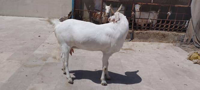bakri