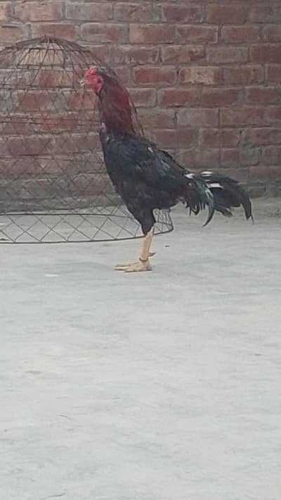 Aseel Pair