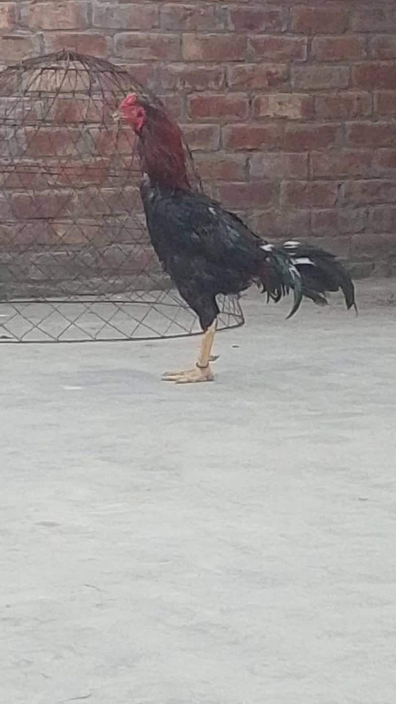 Aseel Pair 0