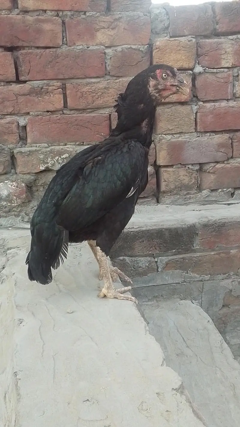 Aseel Pair — photo 2