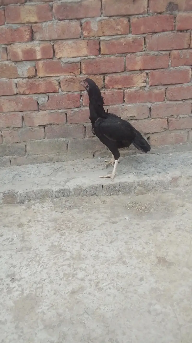 Aseel Pair — photo 5