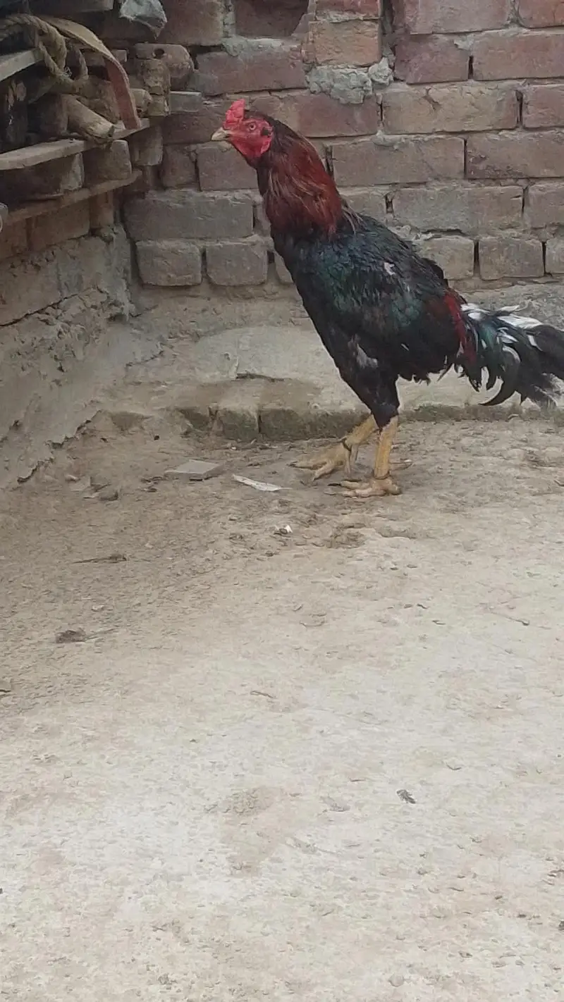 Aseel Pair — photo 7
