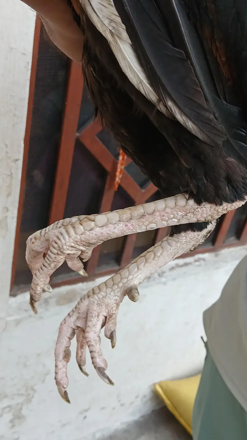 Mianwali  Cross Aseel Murgha 1 Saal Ka – Healthy & Active – Rs. 5000 — photo 2
