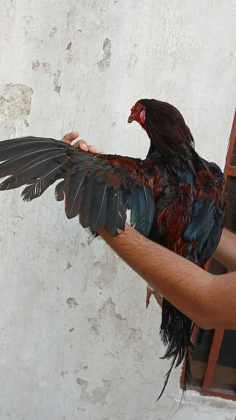 Mianwali  Cross Aseel Murgha 1 Saal Ka – Healthy & Active – Rs. 5000 — photo 5