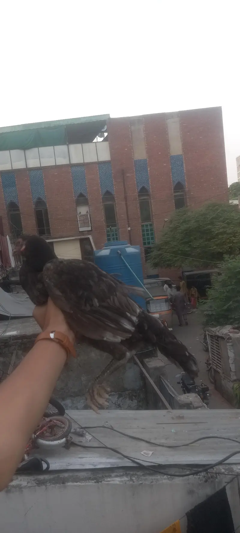 aseel pair — photo 2